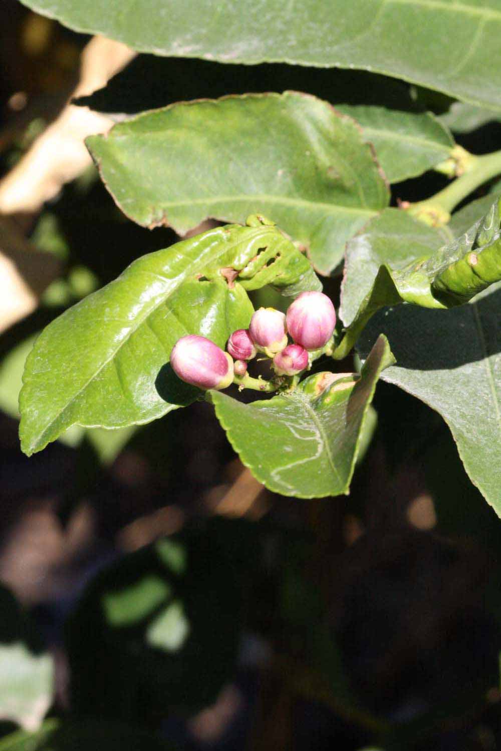              Inflorescence (Riverside, CA)       
